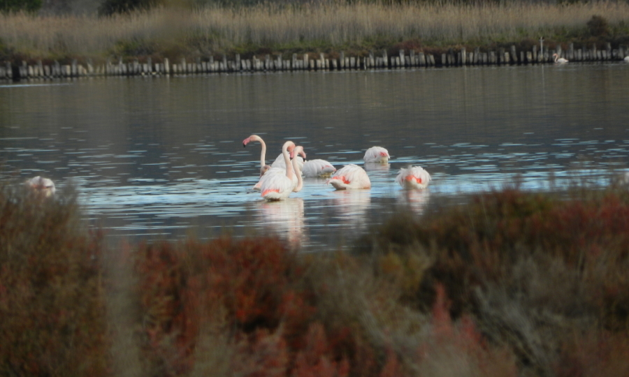 Birdwatching nella Laguna d’Orbetello