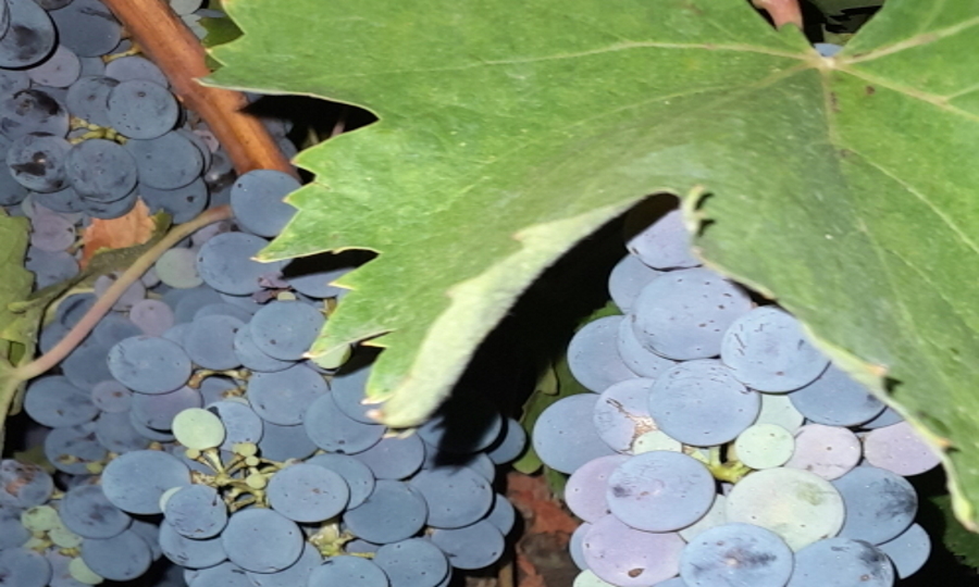 Tra le stelle e la vigna