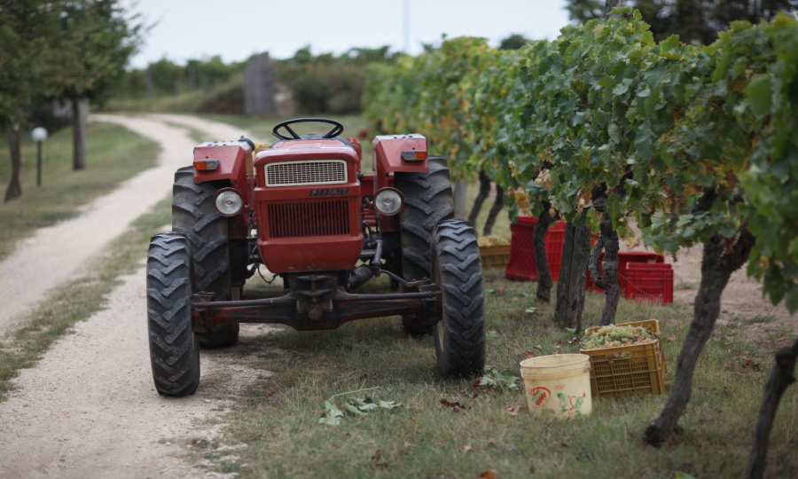 Degustazione Olio e Vino
